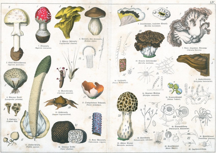 Naturgeschichte des Pflanzenreichs Tafel LIV