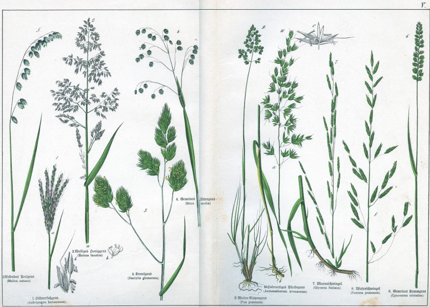 Naturgeschichte des Pflanzenreichs Tafel V
