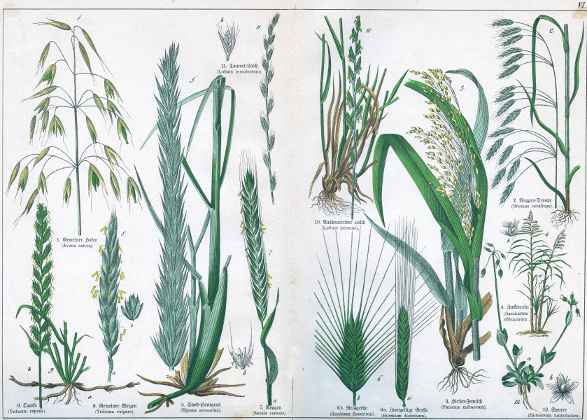 Naturgeschichte des Pflanzenreichs Tafel VI