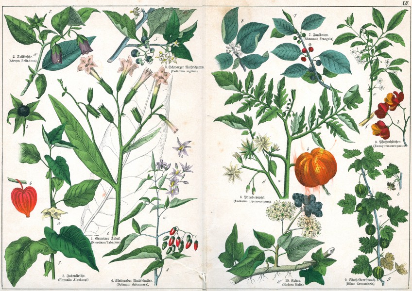 Naturgeschichte des Pflanzenreichs Tafel XII