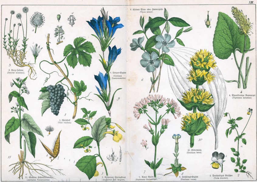Naturgeschichte des Pflanzenreichs Tafel XIII