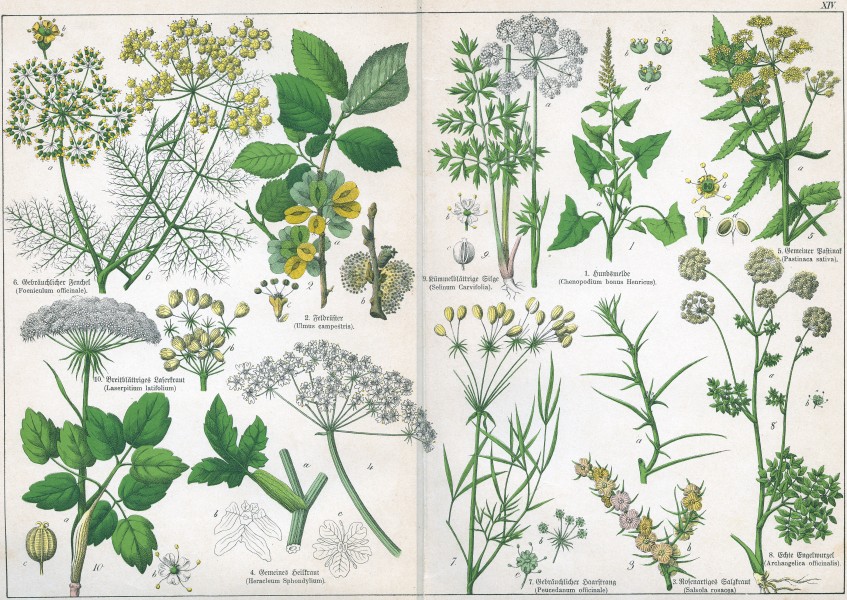 Naturgeschichte des Pflanzenreichs Tafel XIV