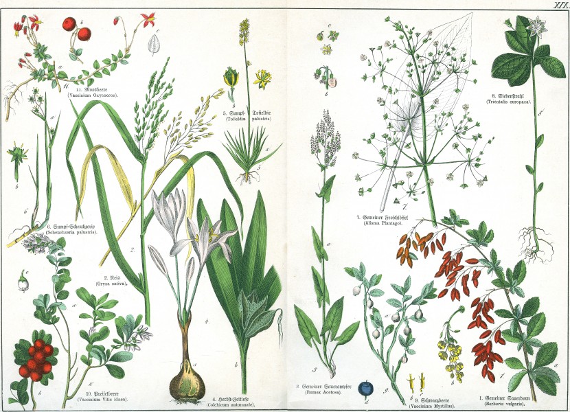 Naturgeschichte des Pflanzenreichs Tafel XIX