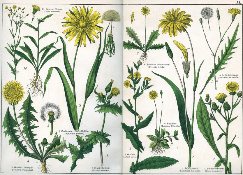 Naturgeschichte des Pflanzenreichs Tafel XL