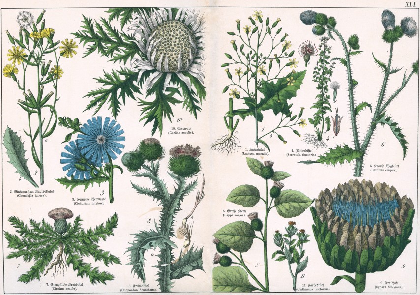 Naturgeschichte des Pflanzenreichs Tafel XLI
