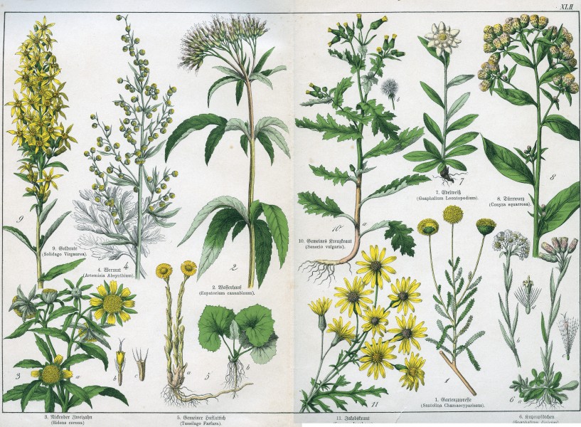 Naturgeschichte des Pflanzenreichs Tafel XLII