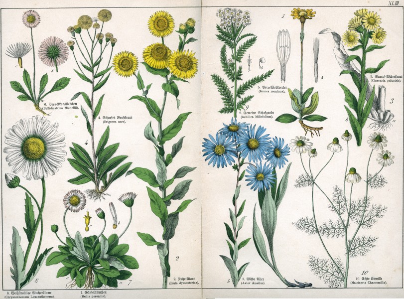 Naturgeschichte des Pflanzenreichs Tafel XLIII