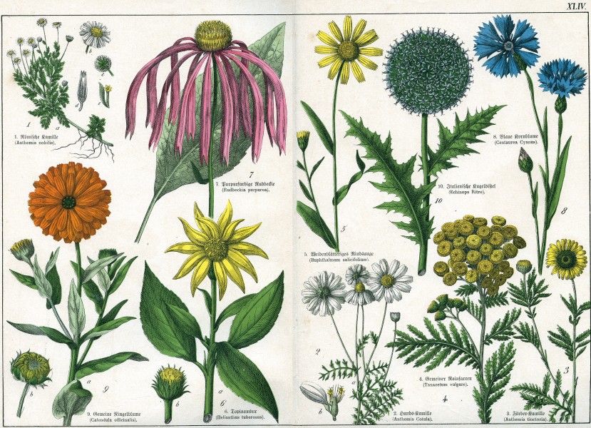 Naturgeschichte des Pflanzenreichs Tafel XLIV