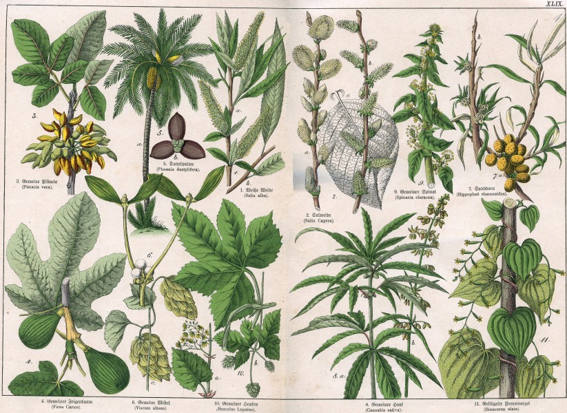 Naturgeschichte des Pflanzenreichs Tafel XLIX
