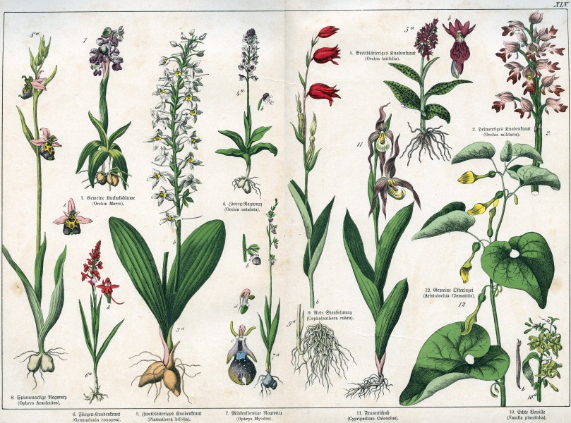 Naturgeschichte des Pflanzenreichs Tafel XLV