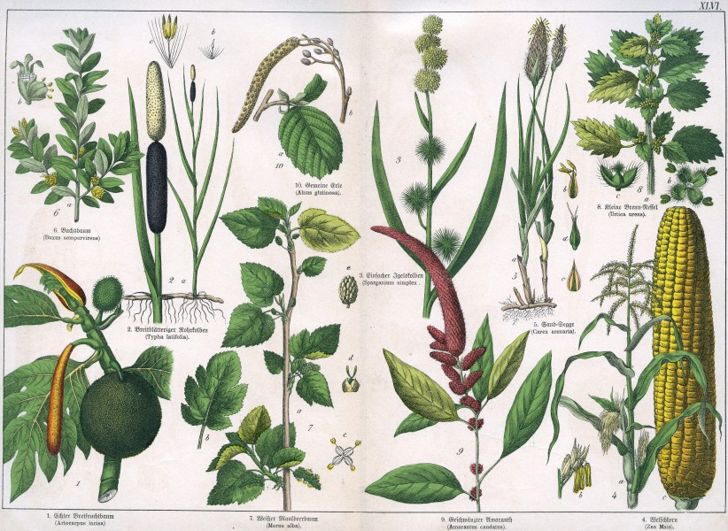 Naturgeschichte des Pflanzenreichs Tafel XLVI