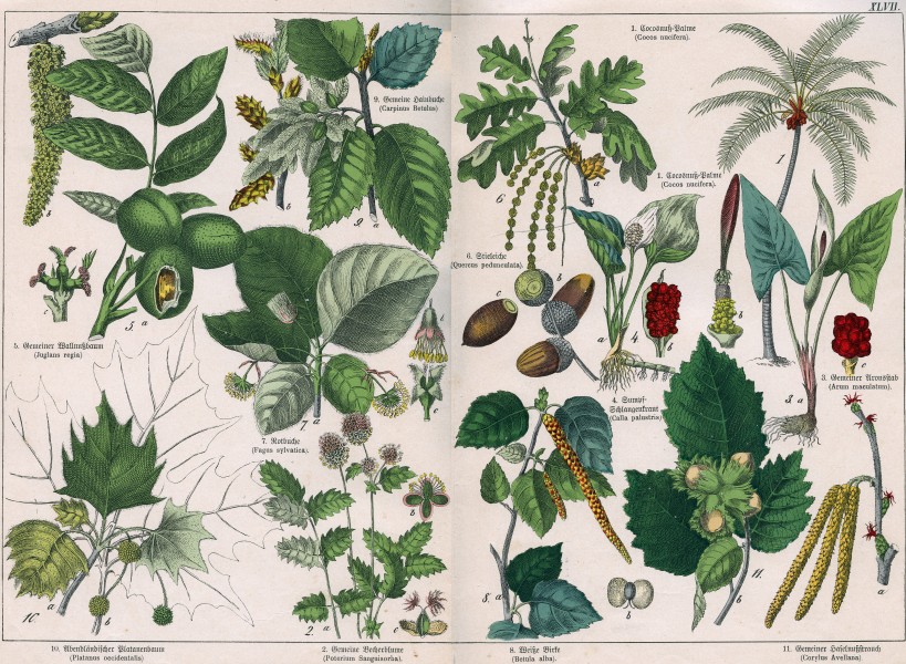 Naturgeschichte des Pflanzenreichs Tafel XLVII