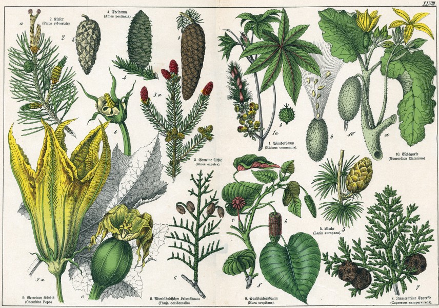 Naturgeschichte des Pflanzenreichs Tafel XLVIII