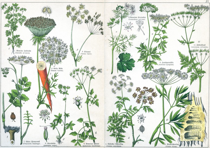 Naturgeschichte des Pflanzenreichs Tafel XV
