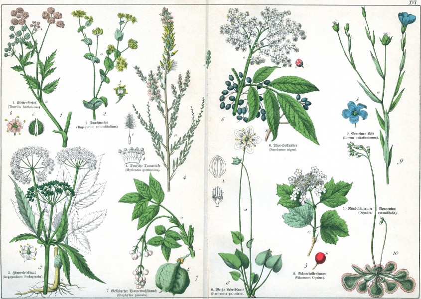 Naturgeschichte des Pflanzenreichs Tafel XVI