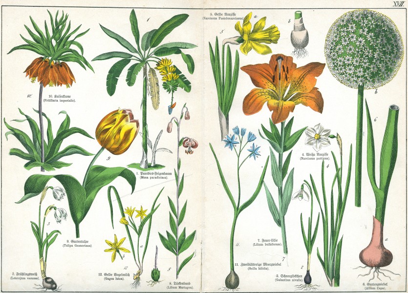 Naturgeschichte des Pflanzenreichs Tafel XVII