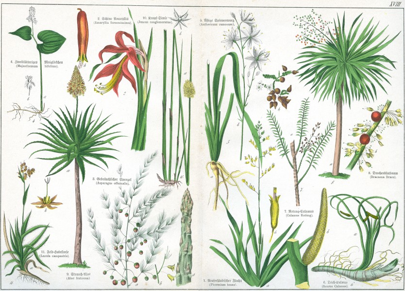 Naturgeschichte des Pflanzenreichs Tafel XVIII