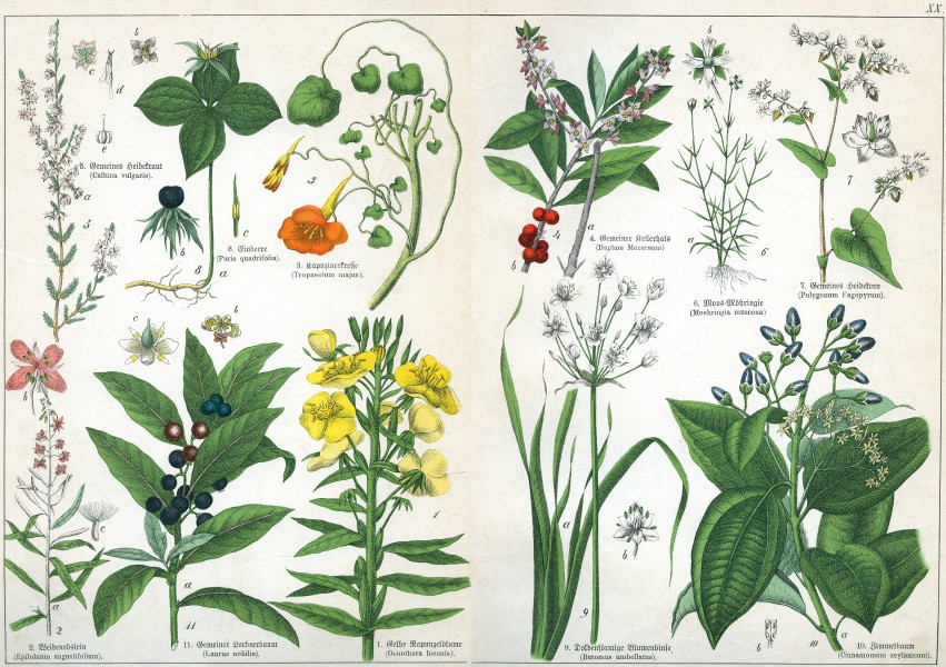 Naturgeschichte des Pflanzenreichs Tafel XX