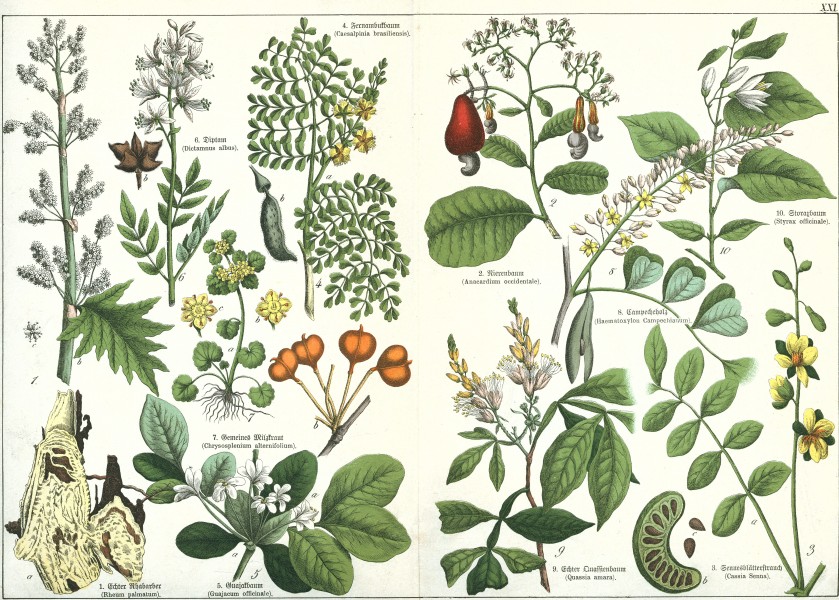 Naturgeschichte des Pflanzenreichs Tafel XXI