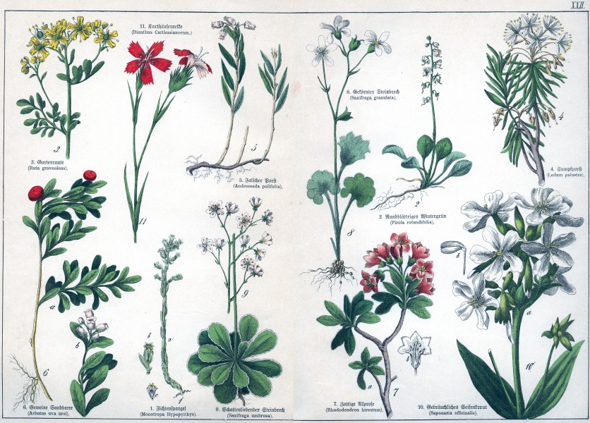 Naturgeschichte des Pflanzenreichs Tafel XXII