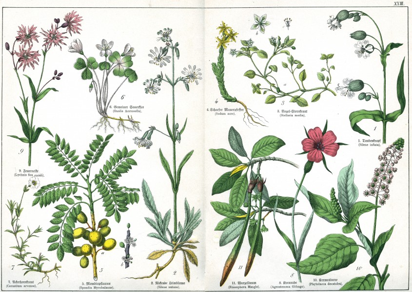 Naturgeschichte des Pflanzenreichs Tafel XXIII