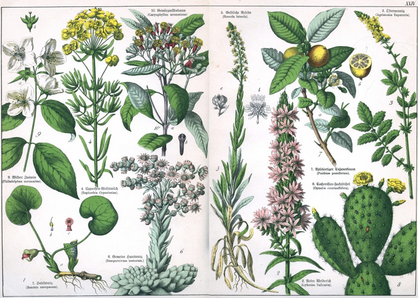 Naturgeschichte des Pflanzenreichs Tafel XXIV