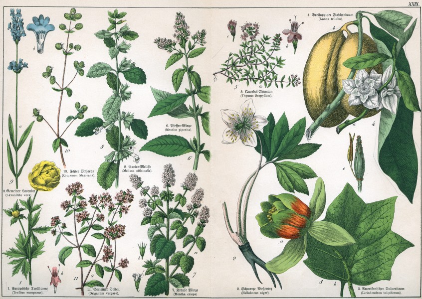 Naturgeschichte des Pflanzenreichs Tafel XXIX