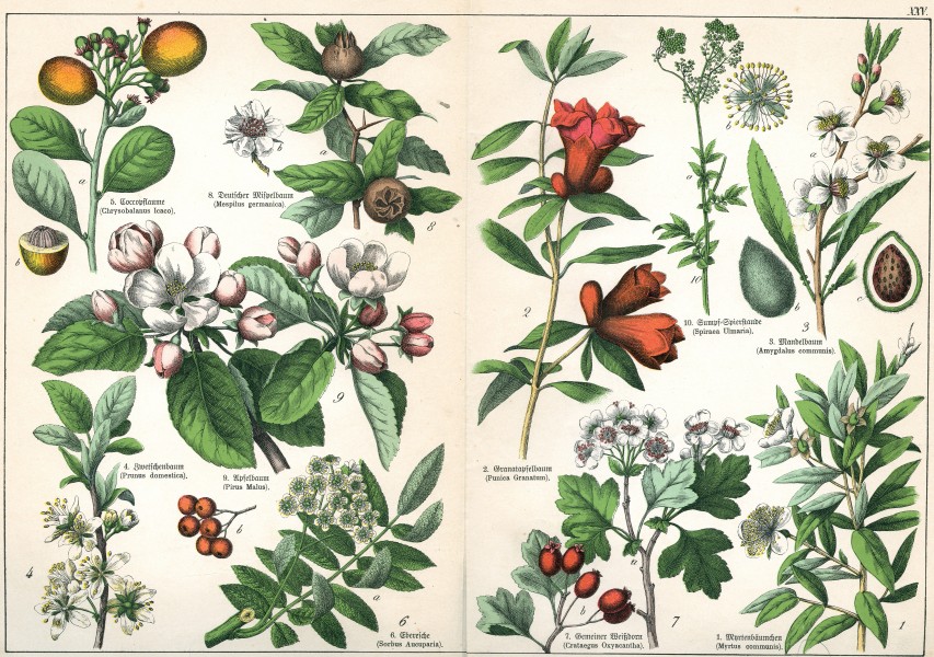 Naturgeschichte des Pflanzenreichs Tafel XXV