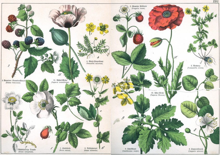 Naturgeschichte des Pflanzenreichs Tafel XXVI