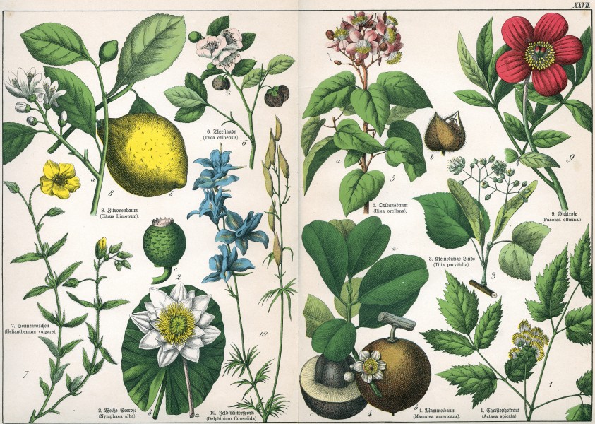 Naturgeschichte des Pflanzenreichs Tafel XXVII