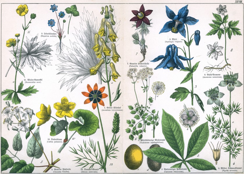 Naturgeschichte des Pflanzenreichs Tafel XXVIII