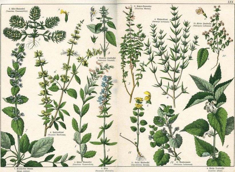 Naturgeschichte des Pflanzenreichs Tafel XXX