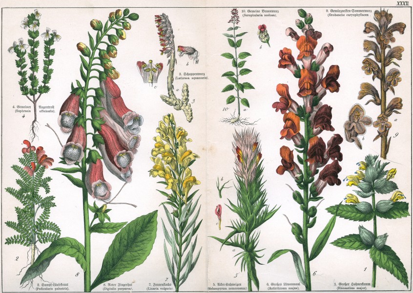Naturgeschichte des Pflanzenreichs Tafel XXXII