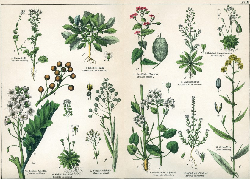 Naturgeschichte des Pflanzenreichs Tafel XXXIII