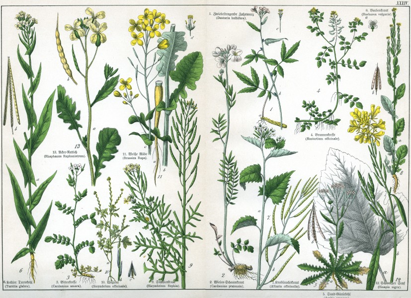 Naturgeschichte des Pflanzenreichs Tafel XXXIV