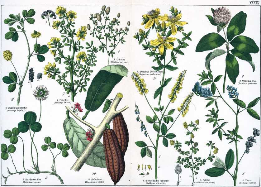 Naturgeschichte des Pflanzenreichs Tafel XXXIX