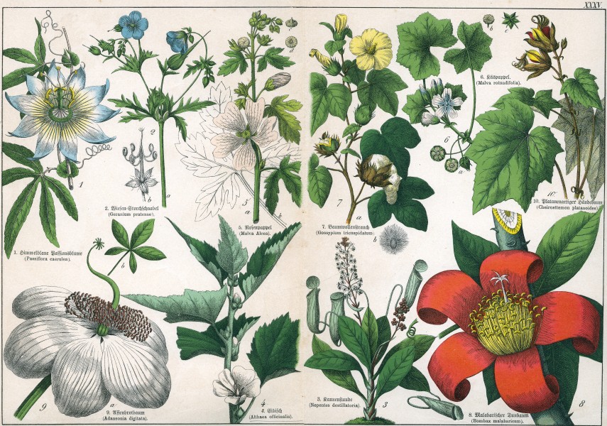 Naturgeschichte des Pflanzenreichs Tafel XXXV