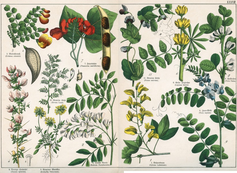 Naturgeschichte des Pflanzenreichs Tafel XXXVII