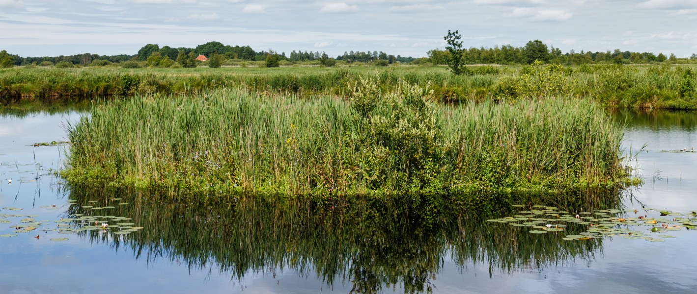 Natuurreservaat It Wikelslân. Uitzicht vanuit de vogelkijkhut