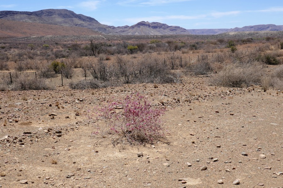 Naukluft Mountains-Phaeoptilum spinosum (2)