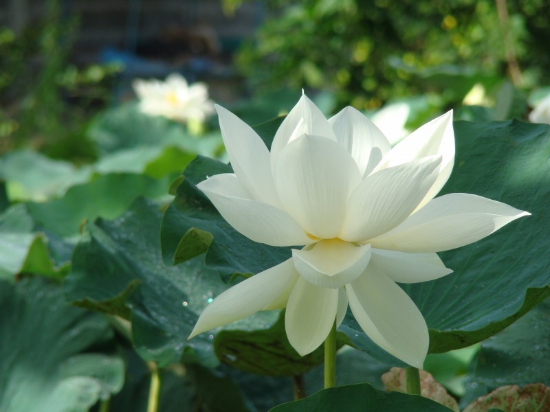 Nelumbo nucifera02