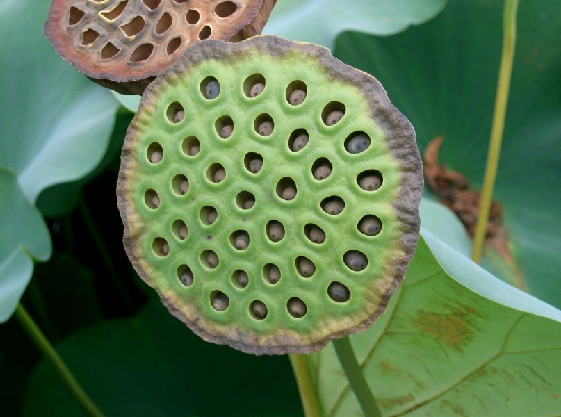 Nelumbo nucifera5