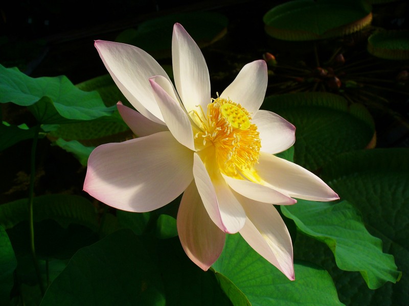 Nelumbo nucifera 002