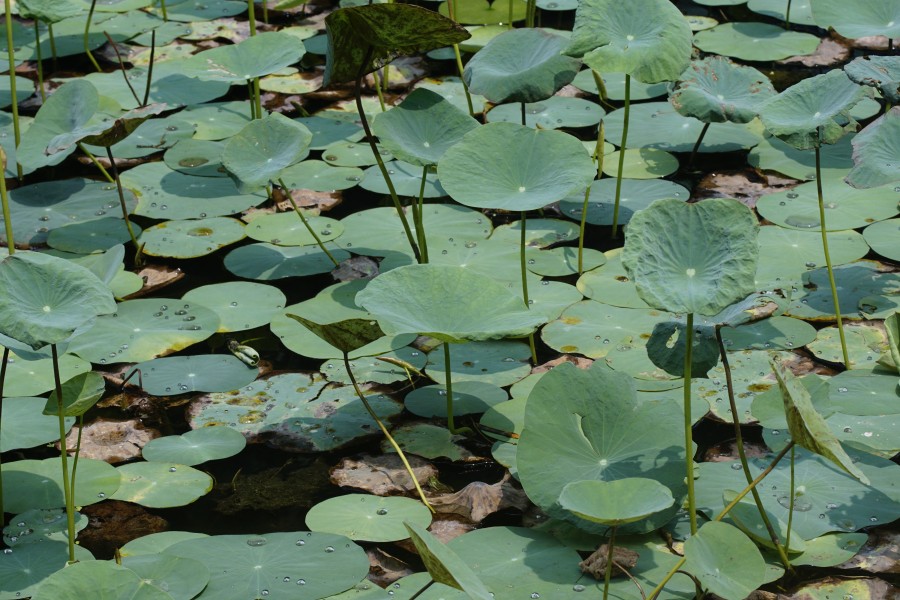 Nelumbo nucifera 8226