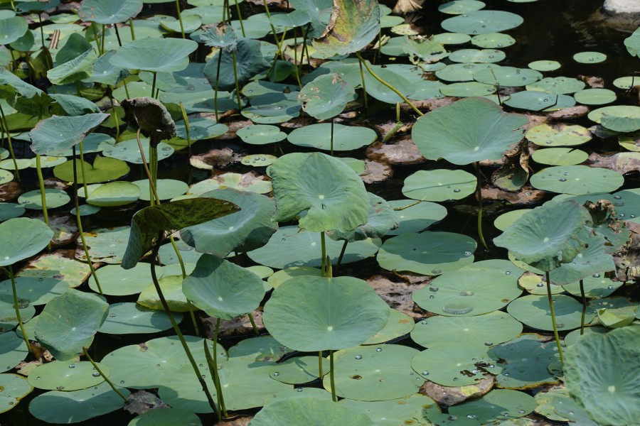 Nelumbo nucifera 8231