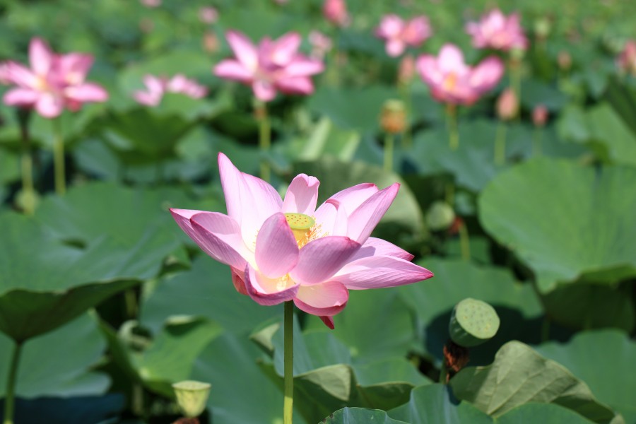 Nelumbo nucifera (2)