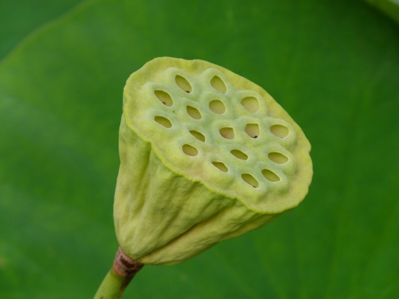 Nelumbo nucifera (fruit)