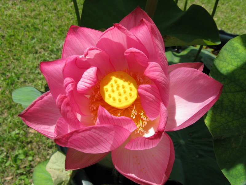 Nelumbo nucifera cv Jyoudairen