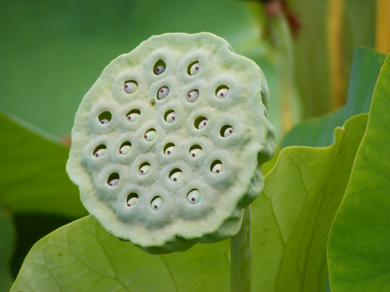 Nelumbo Nucifera fruit - botanic garden Adelaide