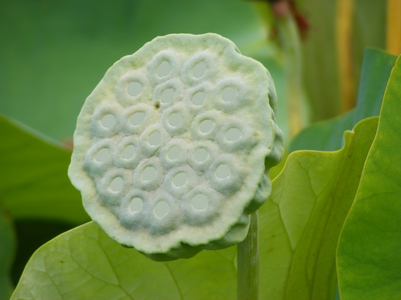 Nelumbo Nucifera fruit - botanic garden Adelaide (trypophobia C)